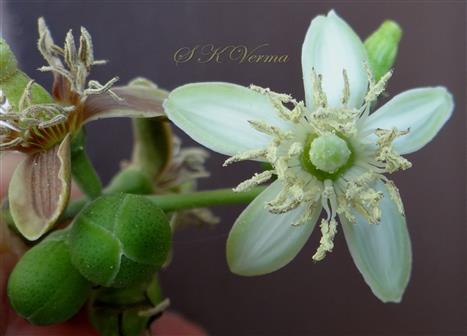  Flower